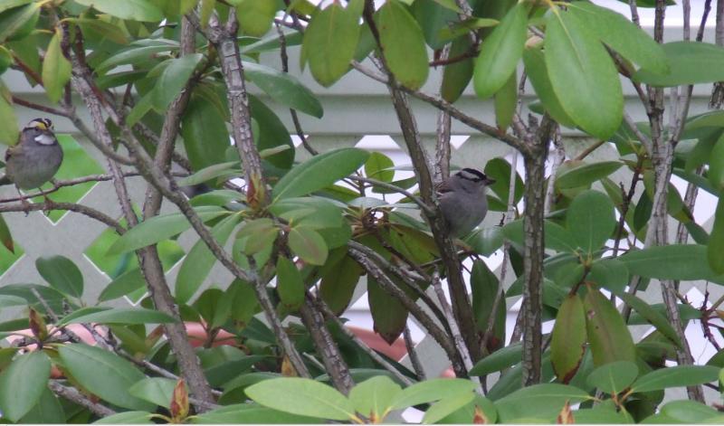 Sparrows, white-throat, white-crowned, Boothbay Register, Allison Wells